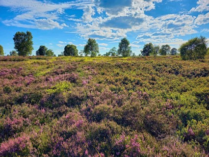A wide landscape full of heather stretches under a beautiful blue sky, Summer, High Fens, Eifel