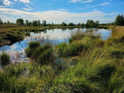 Lush grasses grow on the shore of a reflecting moor lake under a blue sky, summer, High Fens, Eifel