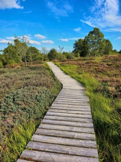 A winding wooden path runs through a heath, wooded landscape, summer, High Fens, Eifel National