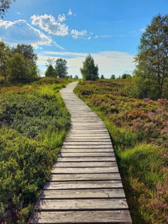 A wooden path winds through a colourful heath landscape and trees under a blue sky, summer, High