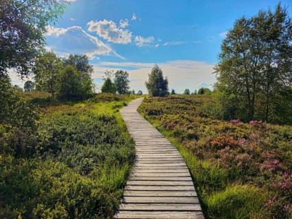 A wooden path stretches through an idyllic heath landscape with trees under a blue sky, summer,