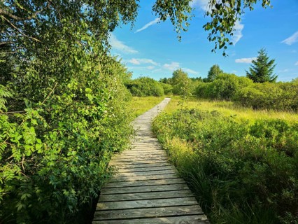 A narrow wooden footbridge leads through a green heath landscape under a blue sky with a few