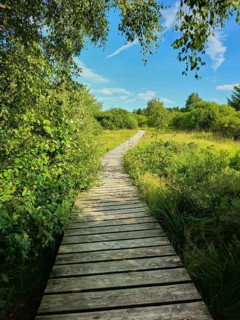 A wooden path leads through dense vegetation with trees and bushes under a blue sky, summer, High
