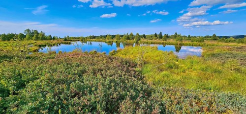 A tranquil landscape with a moor pond and reflecting clouds, lined with green vegetation, summer,