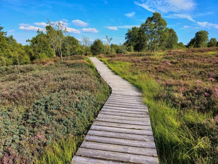 A wooden path winds through a flowering and heather landscape under a blue sky, summer, High Fens,