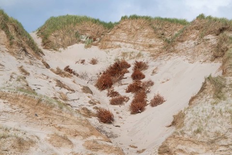 Sand dune with grass dead trees for dune protection, near Hvide Sande, North Sea, Denmark