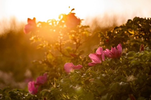 Dog roses (Rosa canina) in the morning light with golden sunbeams in the background, creates a calm
