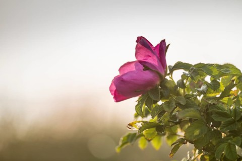 Dog rose (Rosa canina), backlight, RingkÃ¸bing Fjord, Denmark