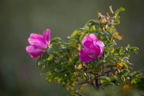 Dog rose (Rosa canina), RingkÃ¸bing Fjord, Denmark