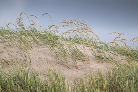 Tall grasses bend in the wind on a sandy dune under a blue sky, near Hvide Sande, Jutland, Denmark