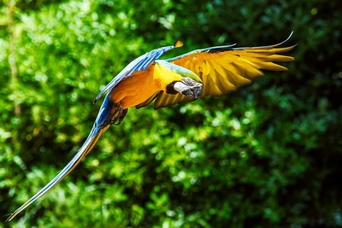 Blue-and-yellow macaw, Ara ararauna, bird in flight