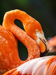American flamingo, Phoenicopterus ruber, group of birds
