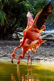American flamingo, Phoenicopterus ruber, pair of birds during copulation
