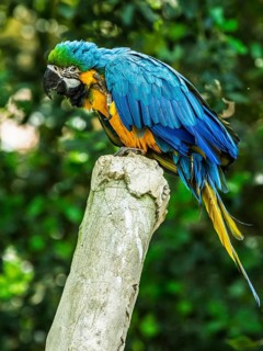 Blue-and-yellow macaw, Ara ararauna, bird in flight