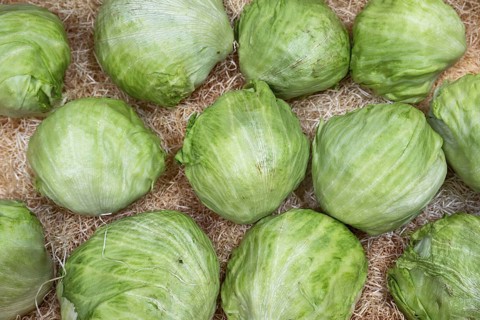 Iceberg lettuce