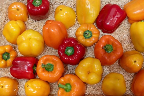 Chilli varieties