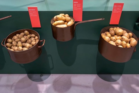 Potato varieties Beyonce, Erika and SH C 1010