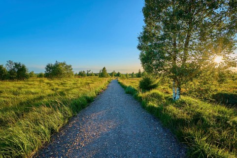 A gravel path leads through a green field, flanked by trees under a clear blue sky in the sunlight,
