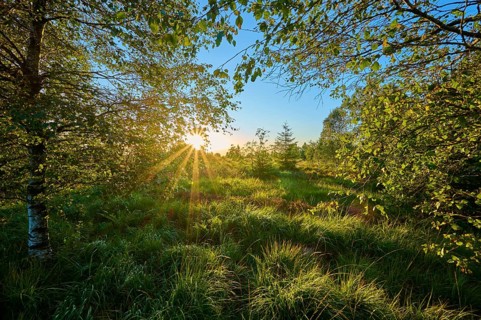 Rays of sunlight shine through trees and leaves onto a green forest clearing and create a peaceful