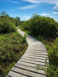 A winding wooden path winds through a green landscape in sunny weather, summer, High Fens, Eifel
