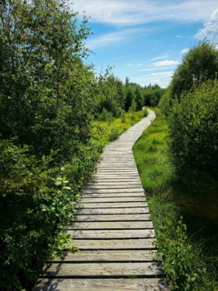 A wooden path winds through dense vegetation under a sunny sky, summer, High Fens, Eifel National