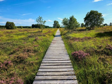 A wooden path runs through a heath landscape under a blue sky, summer, High Fens, Eifel National