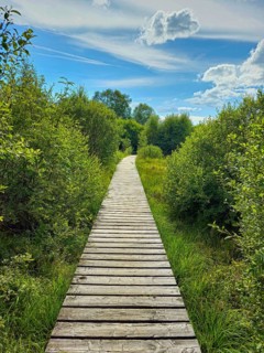 A straight wooden path leads through a green landscape with a blue sky, summer, High Fens, Eifel