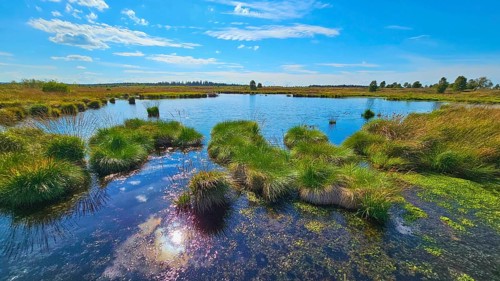 A calm moor lake under a blue sky with light clouds, summer, High Fens, Eifel National Park,