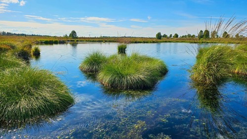 A moor pond with tufts of grass, blue sky and cloud reflections in the water, summer, High Fens,