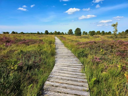 Winding wooden path amidst green meadows and heather under a white-blue sky, summer, High Fens,
