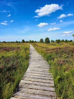 Wooden path winds through a green moor landscape with purple heather fields and blue sky, summer,