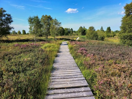 Narrow wooden path in grassy heath landscape, surrounded by different shades of green and trees,