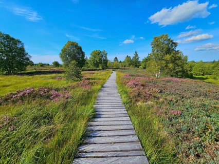 Straight wooden path leads through heather-covered landscape with surrounding trees and blue sky,