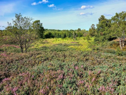 Vast heath landscape with purple heather flowers and green trees under a blue sky, summer, High