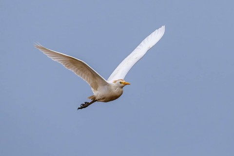 Cattle Egret, Bubulcus Ibis, bird in a flight