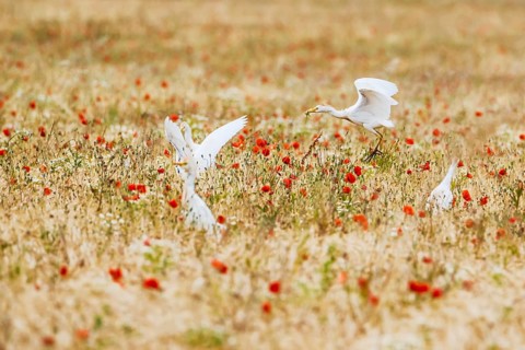 Cattle Egret, Bubulcus Ibis, bird in a field of grain and Red poppies