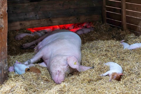 Mother pig with piglet