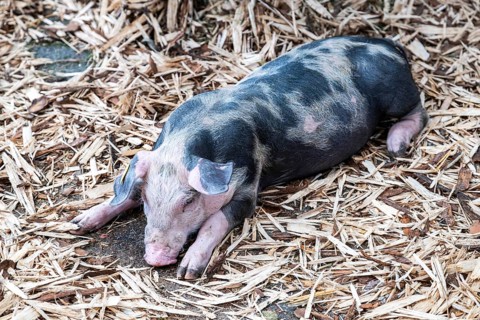 Piglet