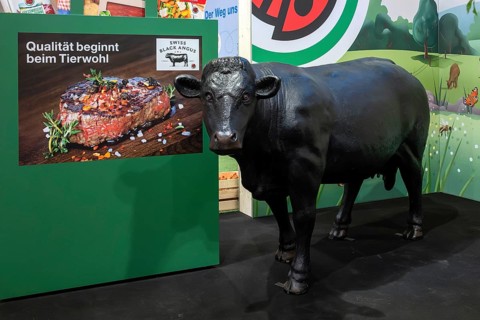 Swiss Black Angus cattle breeding exhibition stand