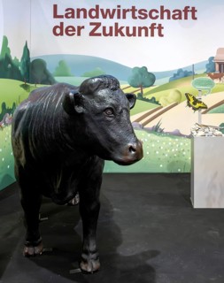 Swiss Black Angus cattle breeding exhibition stand