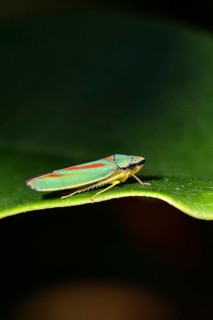 Rhododendron cicada (Graphocephala fennahi) sitting on a leaf of a rhododendron (Rhododendron),