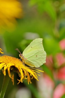 Lemon butterfly (Gonepteryx rhamny) on a yellow flower of a Great Telekie (Telekia speciosa),