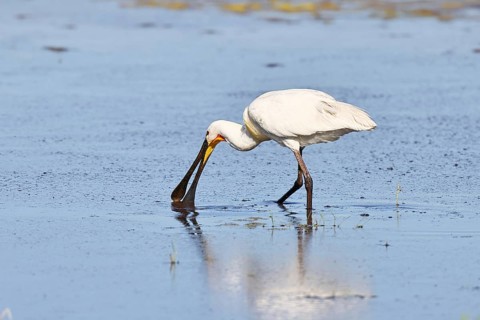 Spoonbill (Platalea leucorodia), adult bird walking through shallow water in search of food, adult