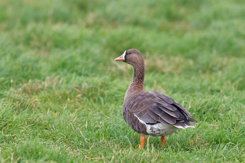 White-fronted goose (Anser albifrons), standing in a meadow in the wintering area, wildlife,