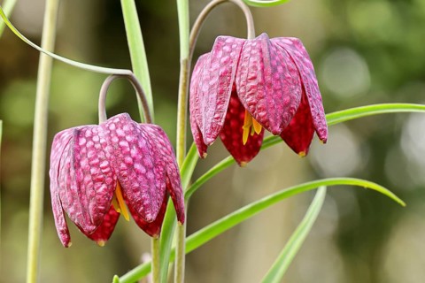 Snake's Head Fritillary (Fritillaria meleagris), two flowers in a meadow, inflorescence, early