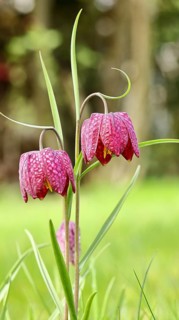 Snake's Head Fritillary (Fritillaria meleagris), two flowers in a meadow, inflorescence, early