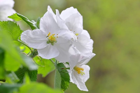 Apple blossoms (Malus), white blossoms with bokeh in the background, Wilnsdorf, Nordrhein.