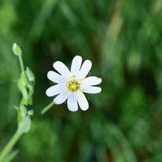 Greater stitchwort (Stella holostea), flowering in the forest, close-up, spring, Wilnsdorf, North