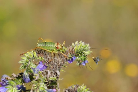 Steppe saddle grasshopper, steppe saddle grasshopper (Ephippiger ephippiger), male, on Viper's