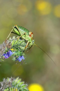 Steppe saddle grasshopper, steppe saddle grasshopper (Ephippiger ephippiger), male, on Viper's